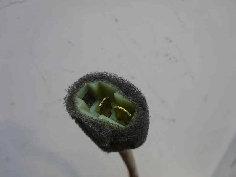 ELEVALUNAS DELANTERO DERECHO KIA CARNIVAL 2001 2.9 TURBODIESEL (126 CV)